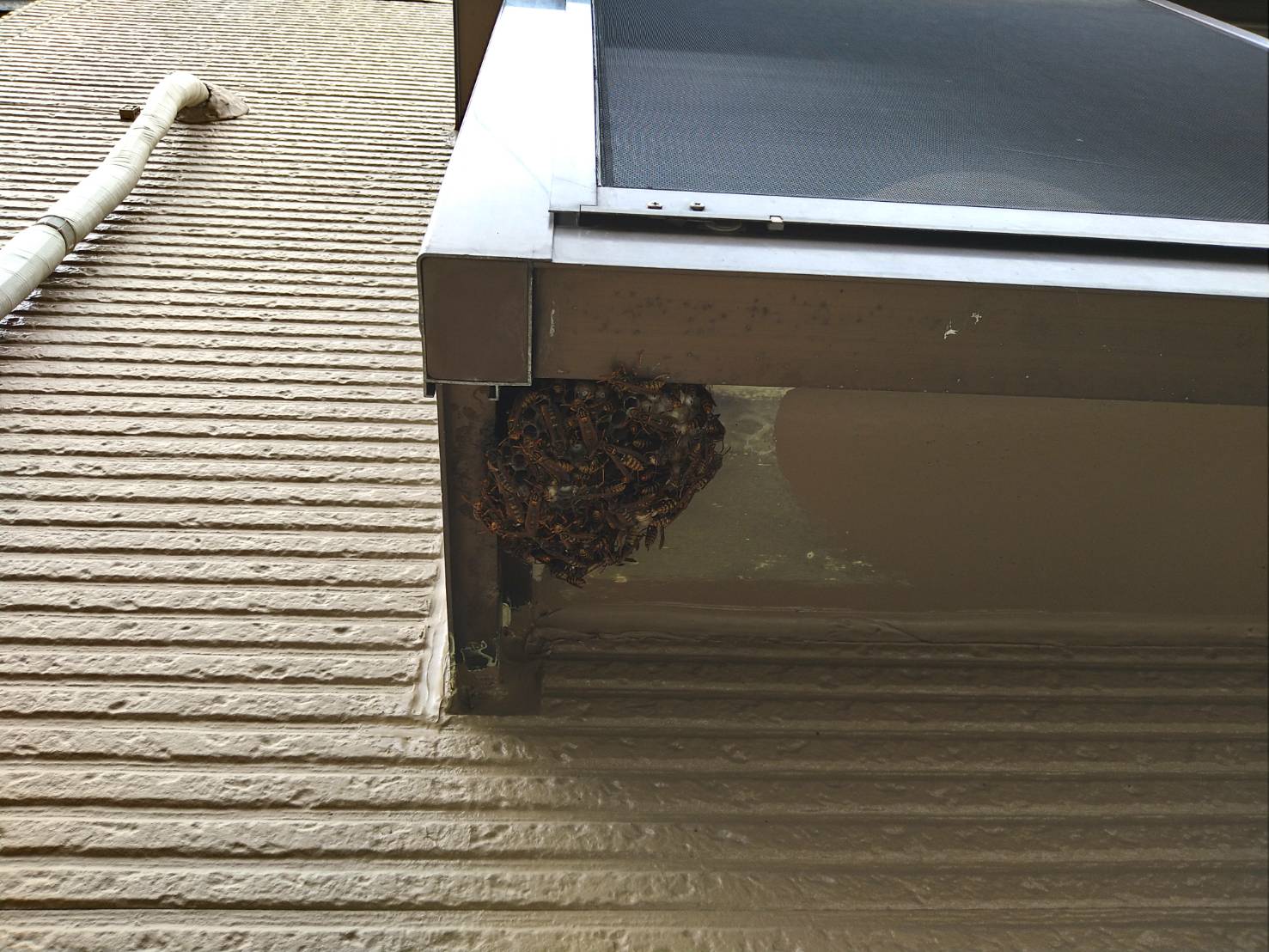 アパート1室の出窓下にアシナガバチの巣