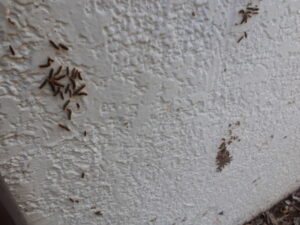 家の壁にたくさんの毛虫