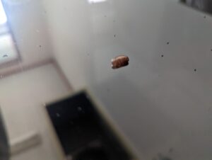 シンクで見つけたチャバネゴキブリの卵鞘（卵）